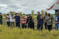 Anggota DPR RI Bantu 181 Mesin Pertanian ke Petani Merauke