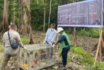 Freeport dan BKSDA Lepas Liarkan 15 Ekor Burung Kasturi Kepala Hitam