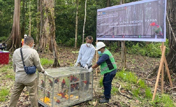 Freeport dan BKSDA Lepas Liarkan 15 Ekor Burung Kasturi Kepala Hitam