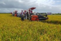 Petani Merauke Keluhkan Pupuk Hingga Pestisida