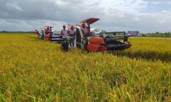 Petani Merauke Keluhkan Pupuk Hingga Pestisida