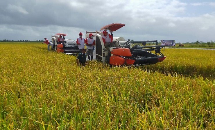 Petani Merauke Keluhkan Pupuk Hingga Pestisida