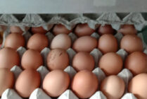 Mimika Produksi 11 Ton Telur Per-hari
