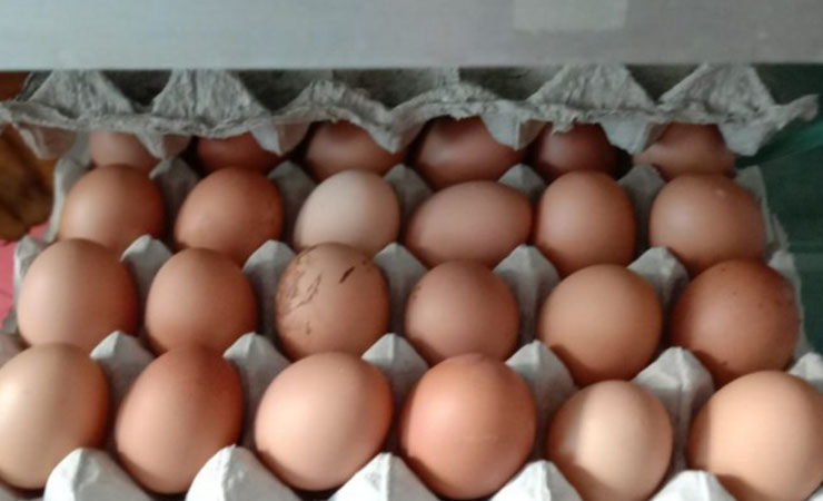 Mimika Produksi 11 Ton Telur Per-hari