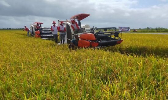 Beras Petani Merauke Disuplai ke NTT