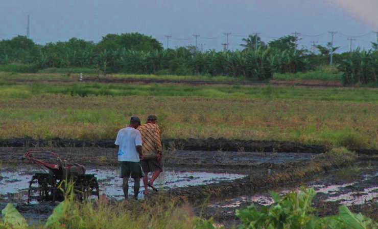 Luas Lahan dan Kuota Pupuk Tak Seimbang
